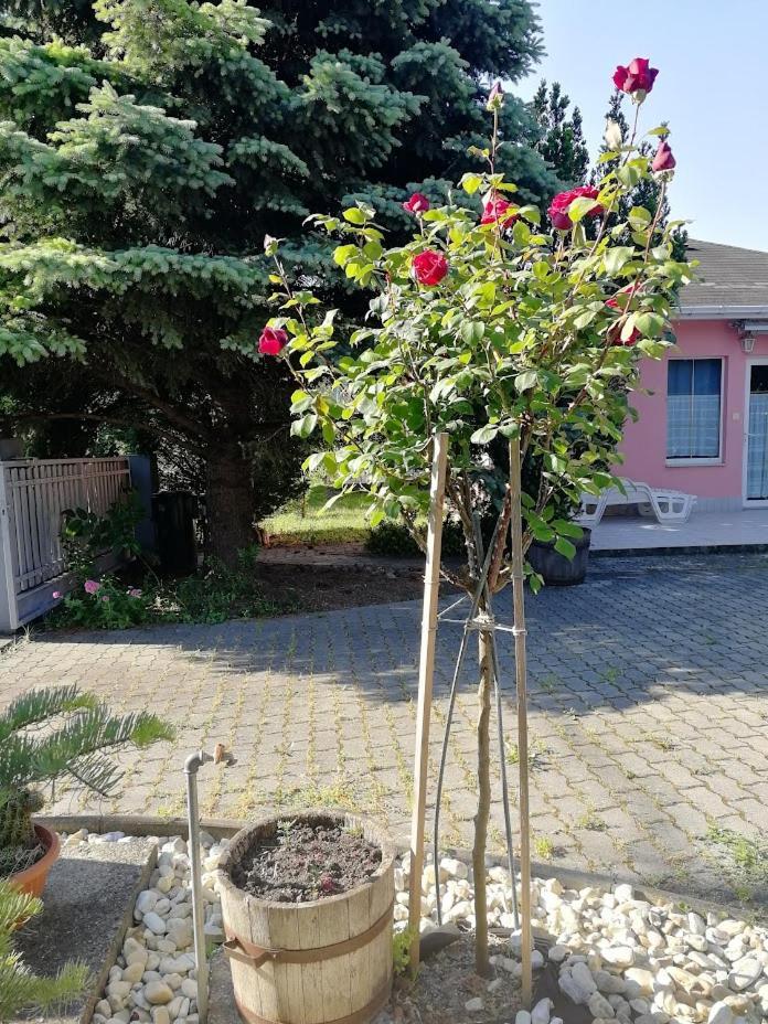 Feszek Apartmanhaz Vonyarcvashegy Eksteriør billede